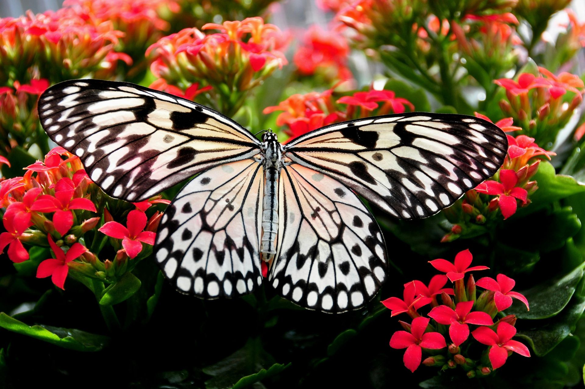 Close-up of a paper kite butterfly perched on vivid red flowers, showcasing delicate patterns.