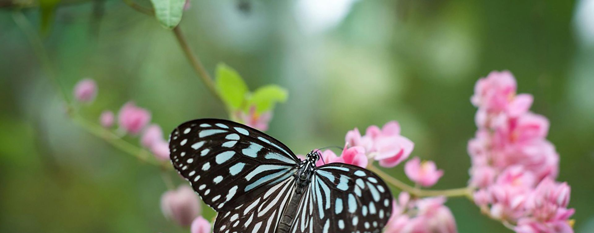 Close-up of a striking blue butterfly perched on vibrant pink flowers in Kuala Lumpur, Malaysia.